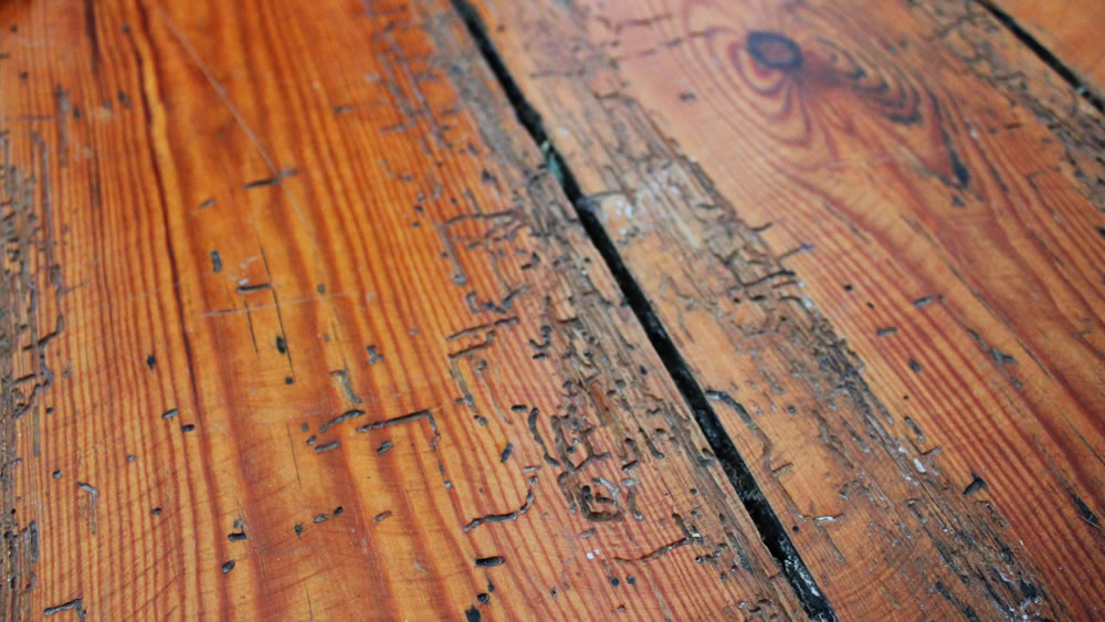 woodworm damage on floorboards